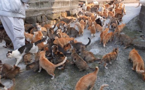 探索日本猫岛的35个有趣事实