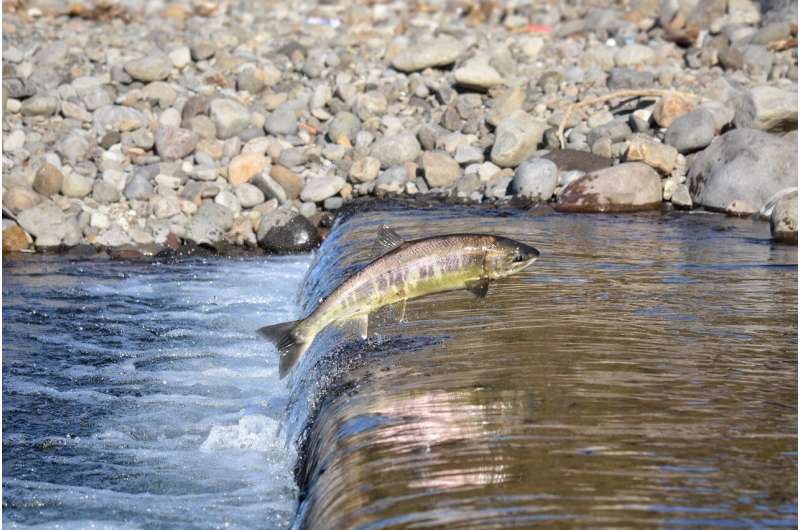 salmon river