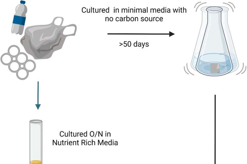 Polystyrene waste bacteria may break down polyester